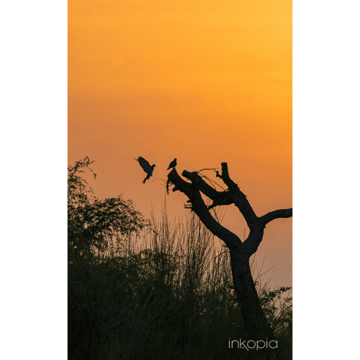 Animal, Tree, Bird, Orange, Sunset