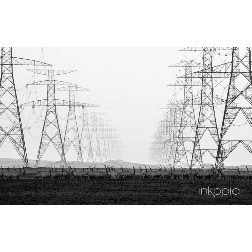 Animal, Urban, Monochrome, Oryx, Power lines, electricity