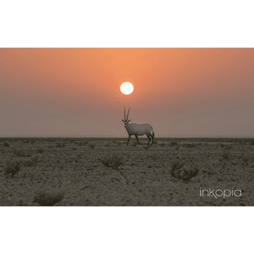 Animal, Oryx, Desert, Sun, Sunset, Orange