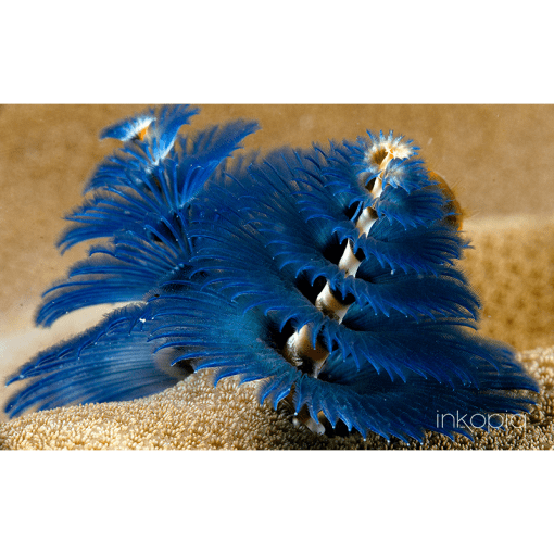 Marine, Worm, Blue, Christmas, Tree
