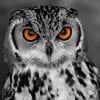Powerful eyes of owl, a closeup shot taken in Abu Dhabi Emirates Parks Zoo.