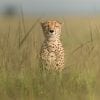 Animal, Nature, Cheetah