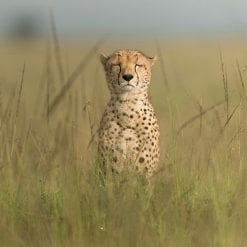 Animal, Nature, Cheetah