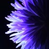 Nature, Abstract, Flower, Purple