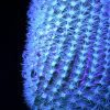 Nature, Abstract, Cactus, Blue, Spikey