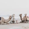 Animal, Ras Al Khaimah, UAE, United Arab Emirates, RAK, Camels, Beach
