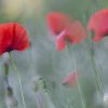 Floral, Flowers, Poppy, Poppies