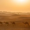 Animal, Camel, Desert, Caravan, Desert, Sunrise