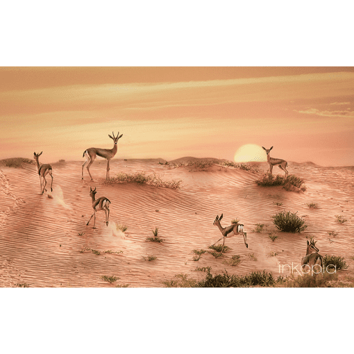 Animal, Dubai, United Arab Emirates, UAE, Desert, Sand, Gazelle