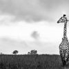Animal, Nature, Monochrome, Giraffe