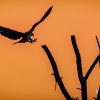 Animal, Nature, Al Qudra, Dubai, United Arab Emirates, UAE, Bird, Osprey
