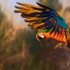 Animal, Nature, Al Qudra, Dubai, United Arab Emirates, UAE, Orange, Green, Blue, Bird, Parrot, Macau
