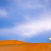 Animal, Nature, Dubai, United Arab Emirates, UAE, Sand, Dune, Oryx, Blue, Orange