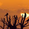 Animal, Nature, Al Qudra, Dubai, United Arab Emirates, UAE, Sunset, Birds, Sun, Tree, Orange