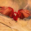 Animal, Nature, Al Qudra, Dubai, United Arab Emirates, UAE, Parrot, Bird, Red, Orange
