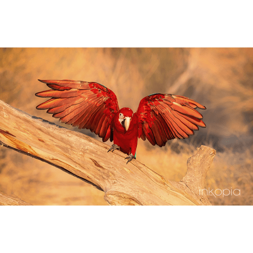 Animal, Nature, Al Qudra, Dubai, United Arab Emirates, UAE, Parrot, Bird, Red, Orange