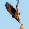 Animal, Nature, Al Qudra, Dubai, United Arab Emirates, UAE, Eagle, Bird, Blue